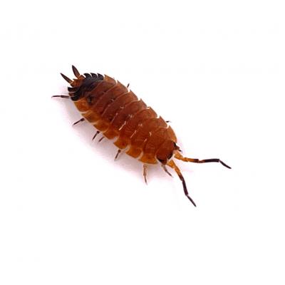 Porcellio scaber Lava