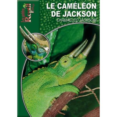 Le caméléon de Jackson - Chamaeleo jacksoni - Les guides Reptilmag