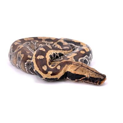 Python brongersmai mâle