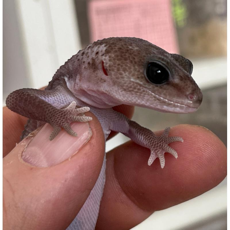 Hemitheconyx caudicinctus Oreo patternless (Gecko à queue grasse) REPTILIS