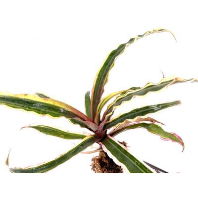 Cryptanthus sp variegatus
