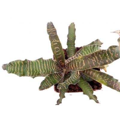 Cryptanthus cv brunei