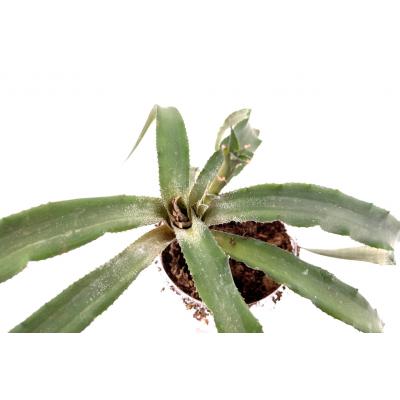 Cryptanthus sp 2