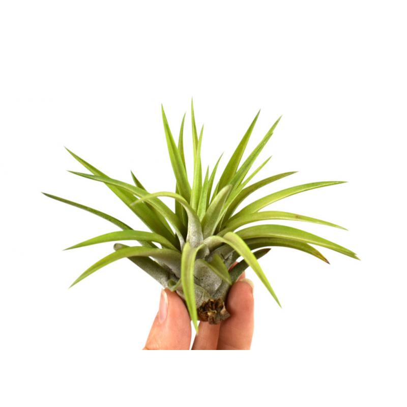 Tillandsia abdita