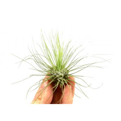 Tillandsia argentea