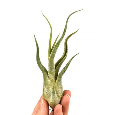 Tillandsia caput medusae