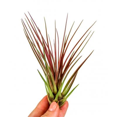 Tillandsia melanocrater red