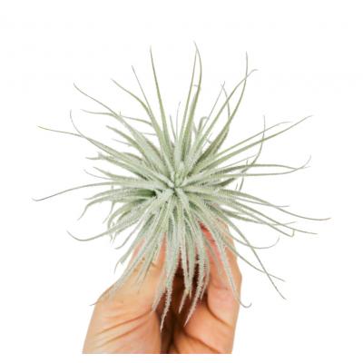 Tillandsia tectorum