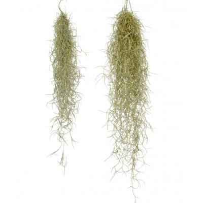 Tillandsia usneoides