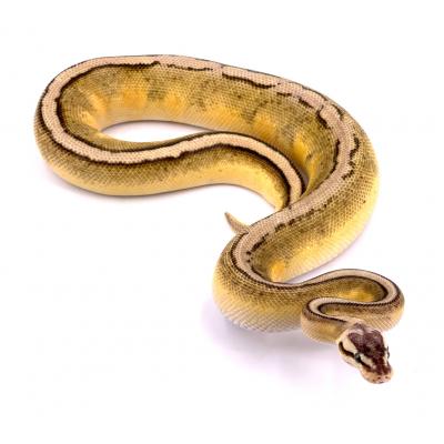 Python regius Super pastel genetic stripe mâle 2020 82559