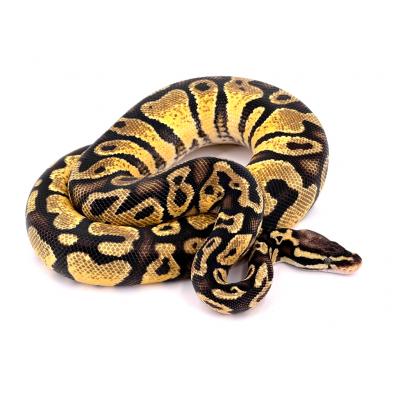 Python regius Pastel yellow belly mâle 2020 82211