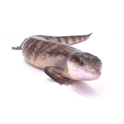 Tiliqua scincoides chimaera