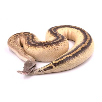 Python brongersmai Ivory mâle