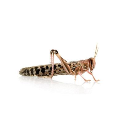 Criquets migrateurs (Locusta migratoria) - Par 50