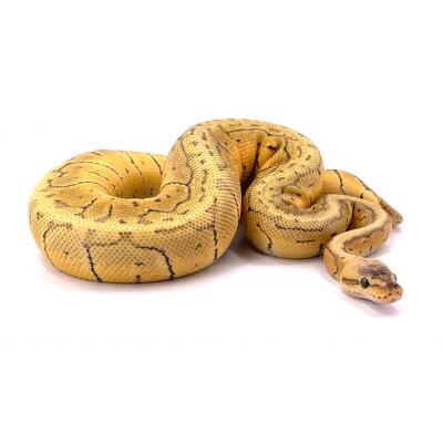 Python regius Lemon blast flame mâle 2021 37836