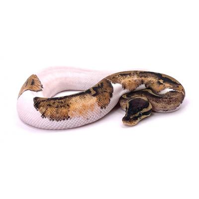 Python regius Pastel pied femelle 2022 1