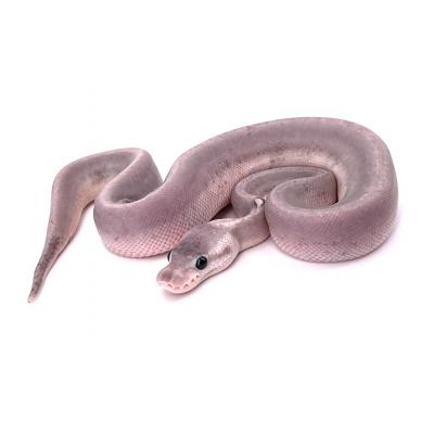 Python regius Super pewter femelle 2022 06833