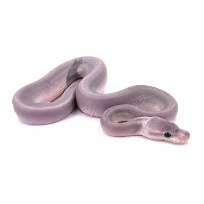 Python regius Super pewter mâle 2022 06950