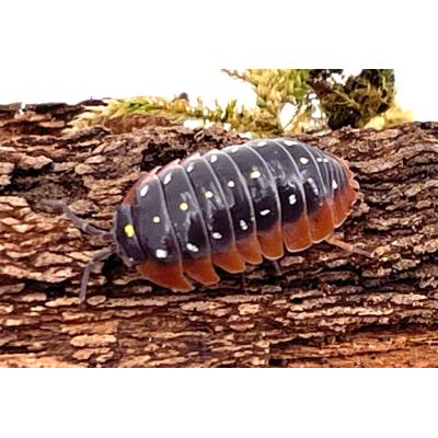 Armadillidium klugii Monténégro