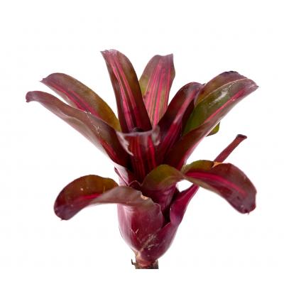 Neoregelia iris