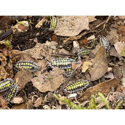 Porcellio haasi high yellow