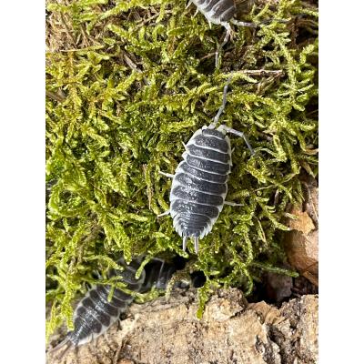 Porcellio hoffmannseggi