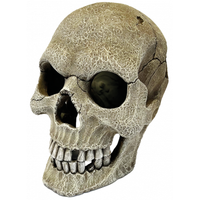 Human skull Repto