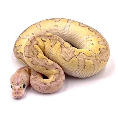 Python regius Clown lesser pastel femelle 2022 74128
