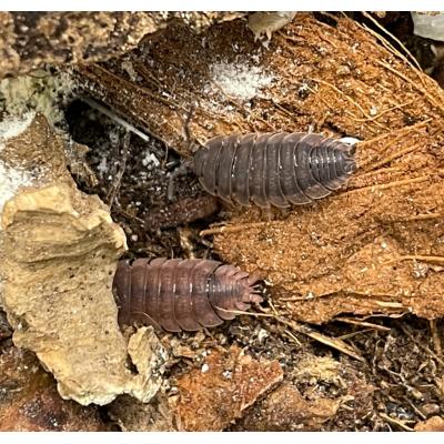 Porcellio scaber Ghost albinos genetic