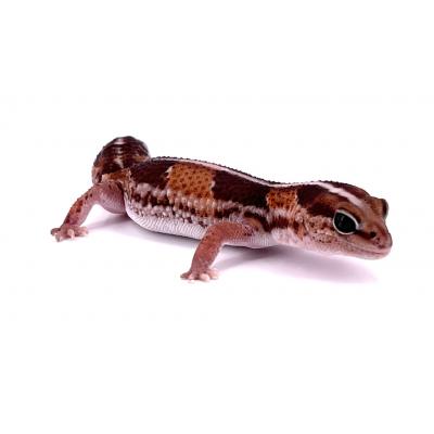 Hemitheconyx caudicinctus Forme type het oreo poss het zulu mâle 2019-zada7