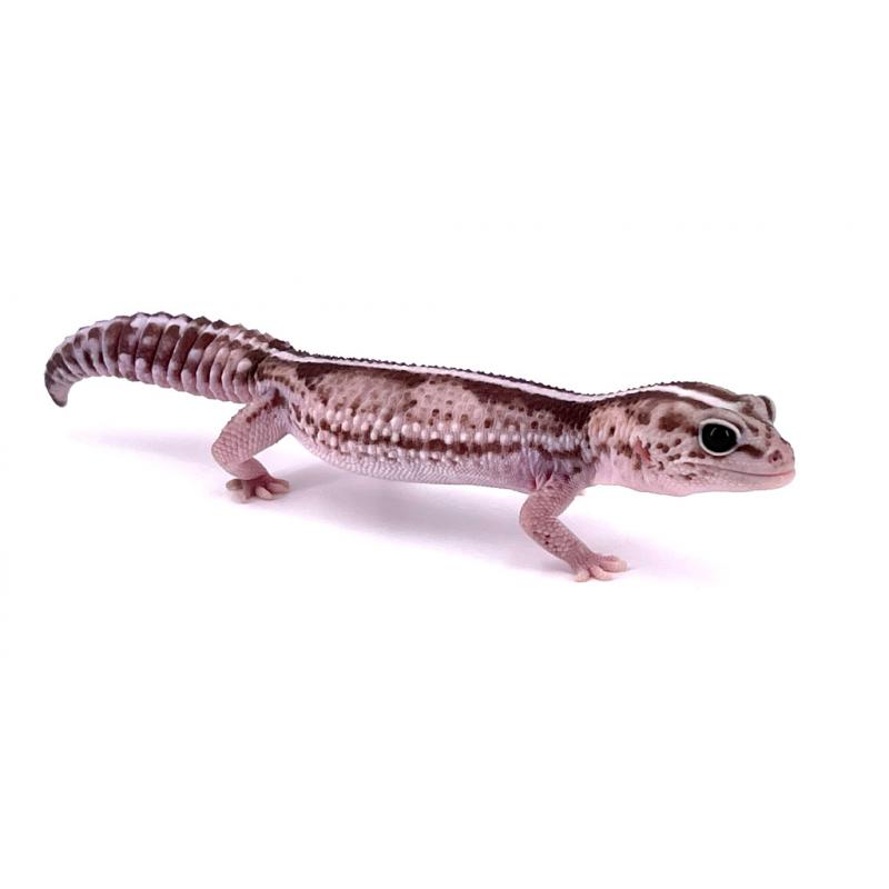 Hemitheconyx caudicinctus Oreo stripe poss het patty ghost (Gecko à queue grasse) REPTILIS