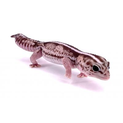 Hemitheconyx caudicinctus Oreo stripe poss het patty ghost femelle 2019
