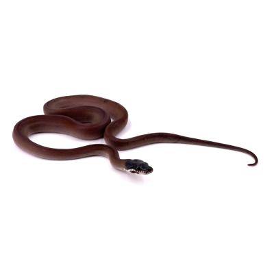 Bothrochilus meridionalis (ANC. Leiopython hoserae)