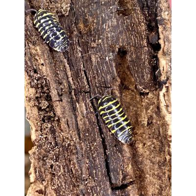 Armadillidium maculatum Yellow