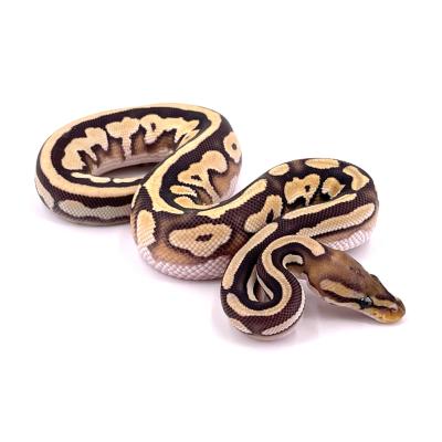 Python regius Orange dream mojave hypo 66% het piedbald mâle 2022