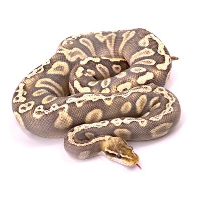 Python regius (Super) GHI pastel mojave hypo mâle 2021