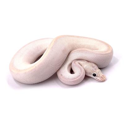 Python regius Pastel Leopard Ivory lesser mâle 2022