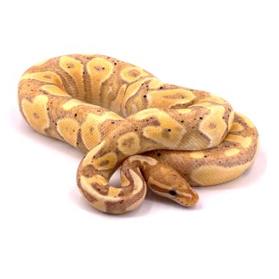 Python regius Banana yellow belly (Female maker) mâle 2021