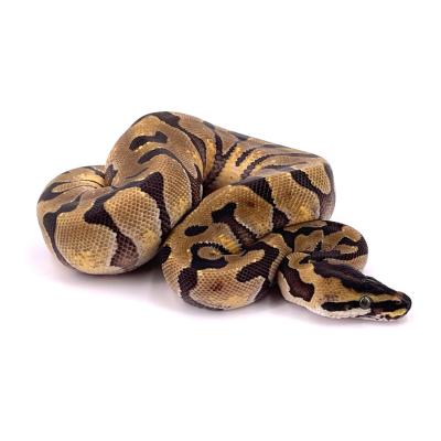 Python regius Super enchi blaze 66% het rainbow mâle 2022 21988