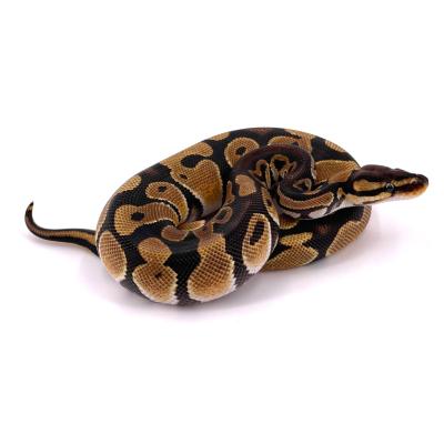 Python regius Orange dream poss het desert ghost mâle 2022