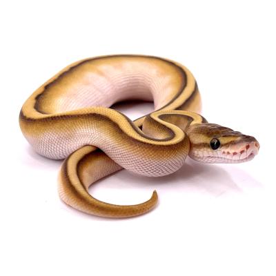Python regius Pastel genetic stripe femelle 2023 26845