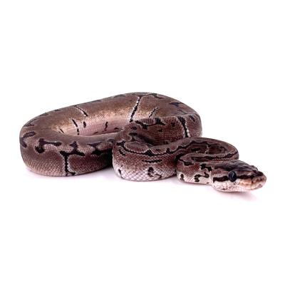 Python regius Axanthic pinstripe mâle 27117