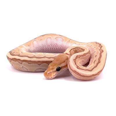 Python regius kingpin banana femelle 113289