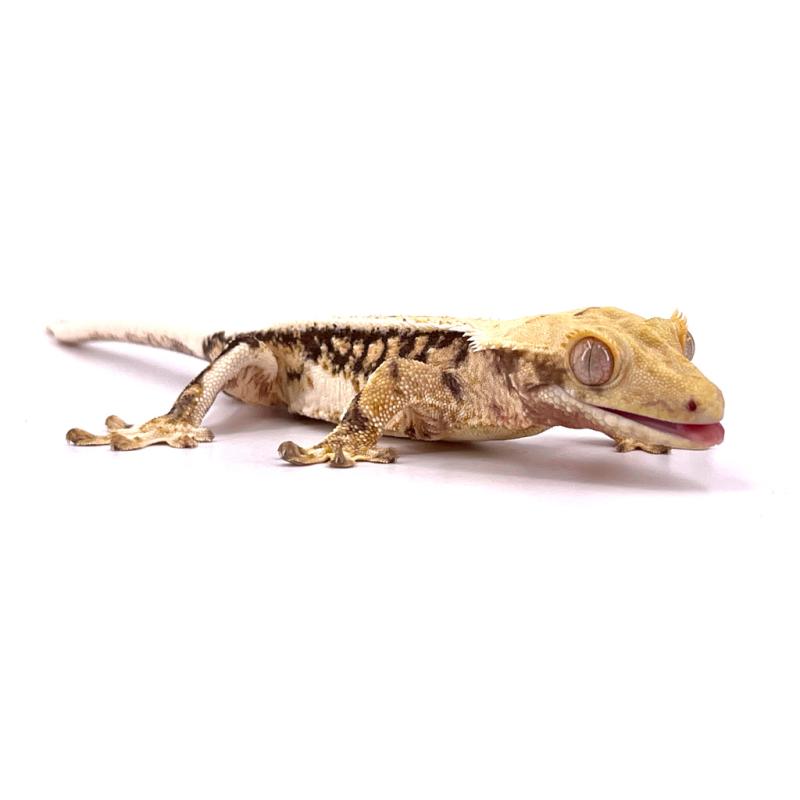 Plaque de liège naturel 'Cork background de Lucky reptile - Reptilis