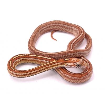 Pantherophis guttatus Tessera hypo buff 2023