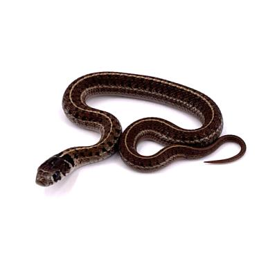 Thamnophis scaliger