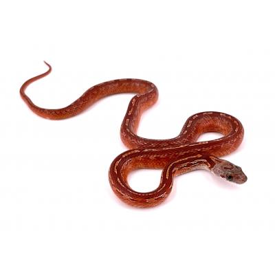 Pantherophis guttatus Tessera blood 2023