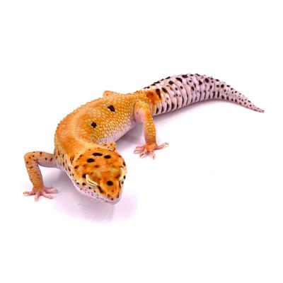 Eublepharis macularius Electric enigma het Bell femelle