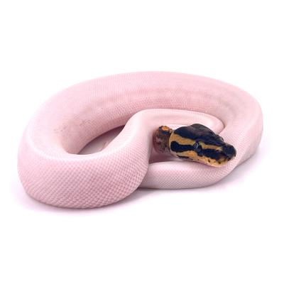 Python regius Yellow belly pied possible orange dream femelle