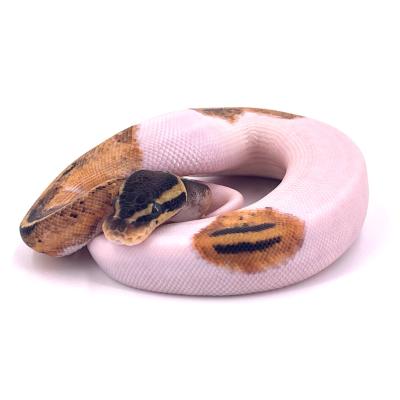 Python regius Pied mahogany pastel femelle